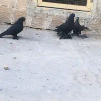 قره و فیلی زور ایاخ