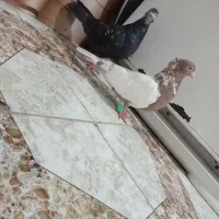 کفتر پرشی صید