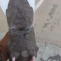 کفتر ماده دم سفید