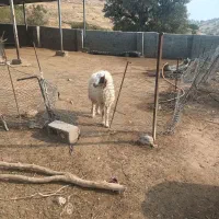 بره قوچ|حیوانات مزرعه|بدره, |دیوار