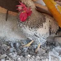 واگذاری خروس
