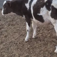 گوساله ماده و گوساله نر|حیوانات مزرعه|جعفرآباد, |دیوار