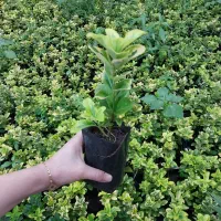شمشاد طلایی ،پاپیتال گل کاغذی یال اسبی نخل مرداب|خدمات باغبانی و درختکاری|رشت, فلسطین|دیوار