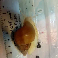 حلزون آچاتینا 3ماه 4سانت|خزنده|مشهد, اقبال|دیوار