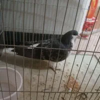 فروش کبوتر|پرنده|برخوار, |دیوار