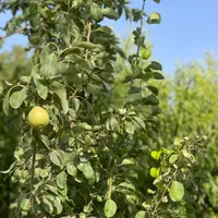 باغ ۲۰۰۰ متری درحاشیه جاده روستای بیار ، آشخانه|فروش زمین و ملک کلنگی|آشخانه, |دیوار