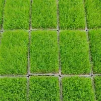 فروش فروش نشا برنج