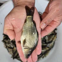 تولید کننده انواع ماهیان گرمابی