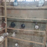 کبوتر پرشی|پرنده|چهاردانگه (تهران), |دیوار