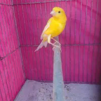 قناری سفید طلایی مست|پرنده|شیراز, کوشک میدان|دیوار
