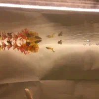 ماهی مولی و گوپی و زبرا|ماهی|ملایر, |دیوار