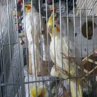 ۲ جفت عروس هلندی