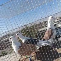 کفتر جفت گاه