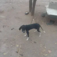 توله میکس|سگ|گلی داغ, |دیوار