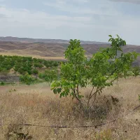 فروش باغ|فروش زمین و ملک کلنگی|میانه, |دیوار