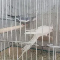 جفت عروس با سه تا جوجه|پرنده|تربت جام, فاز ۱ فرهنگیان|دیوار