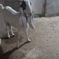 بز پاکستانی باردار