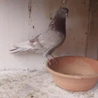 کبوتر ساعت سنگین به همراه کلیه لوازم|پرنده|رشت, فرزانه|دیوار