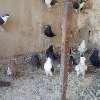 پرنده.کفتر|پرنده|فولادشهر, فولادشهر|دیوار