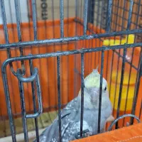 قناری سهره یاسمین گرینچیک قفس|پرنده|تهران, گرگان|دیوار