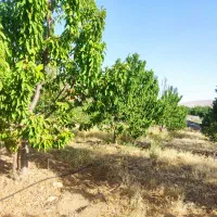 زمین باغچه  و باغ و کشاورزی