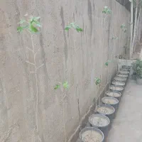 نهال کبوده