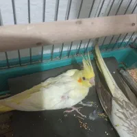 عروس هلندی لوتینو