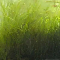گیاه گندمی اکواریوم بزرگ و سرحال