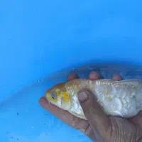 ماهی کوی|ماهی|تهران, پردیسان|دیوار