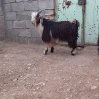 تیشتر نر