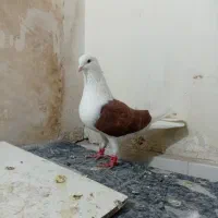 کفتر