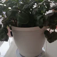 گل وکاکتوس سازگار ۶گلدان یک ملیون ودویست|گل و گیاه طبیعی|خمینی‌شهر, |دیوار