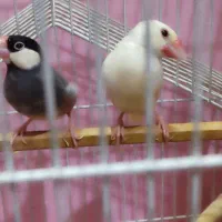 فنچ نرگسی مولد|پرنده|مشهد, شهرک مهر آباد|دیوار