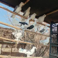 کبوتر پشتدار زینتی و دمچتری