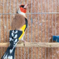 ۱۰ عدد سهره جفتی کت باز کن