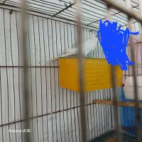 مرغ عشق ماده
