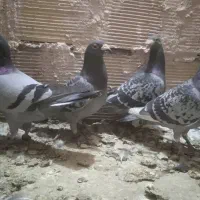 کفترروستازدخوردی