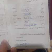 فروش سگ پیت بول|سگ|شیروان (لرستان), |دیوار