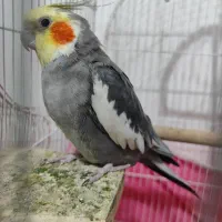 عروس هلندی