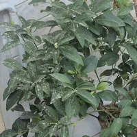 درختچه کامکوات|گل و گیاه طبیعی|تهران, یافت آباد جنوبی|دیوار