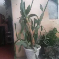 گل کاکتوس،قاشقی،گندمی،شمعدانی