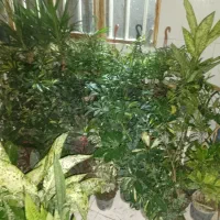 گل گیاه|گل و گیاه طبیعی|رودهن, |دیوار