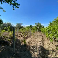 زمین کشاورزی باغ