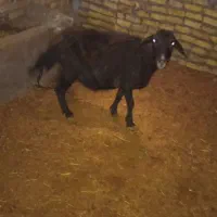 فروش گوسفند افشار