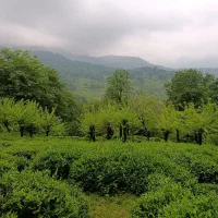 زمین