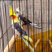 جفت عروس هلندی جوان مولد کارداده  با قفس کامل