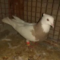 فروش ماده کارتونی|پرنده|لامرد, |دیوار