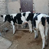 گوساله جوانه تلیسه تخک گاو