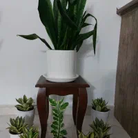 گل طبیعی|گل و گیاه طبیعی|فردیس, قریشی|دیوار