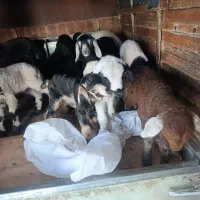 بره شیری و بزغاله شیری|حیوانات مزرعه|قم, محمد آباد|دیوار